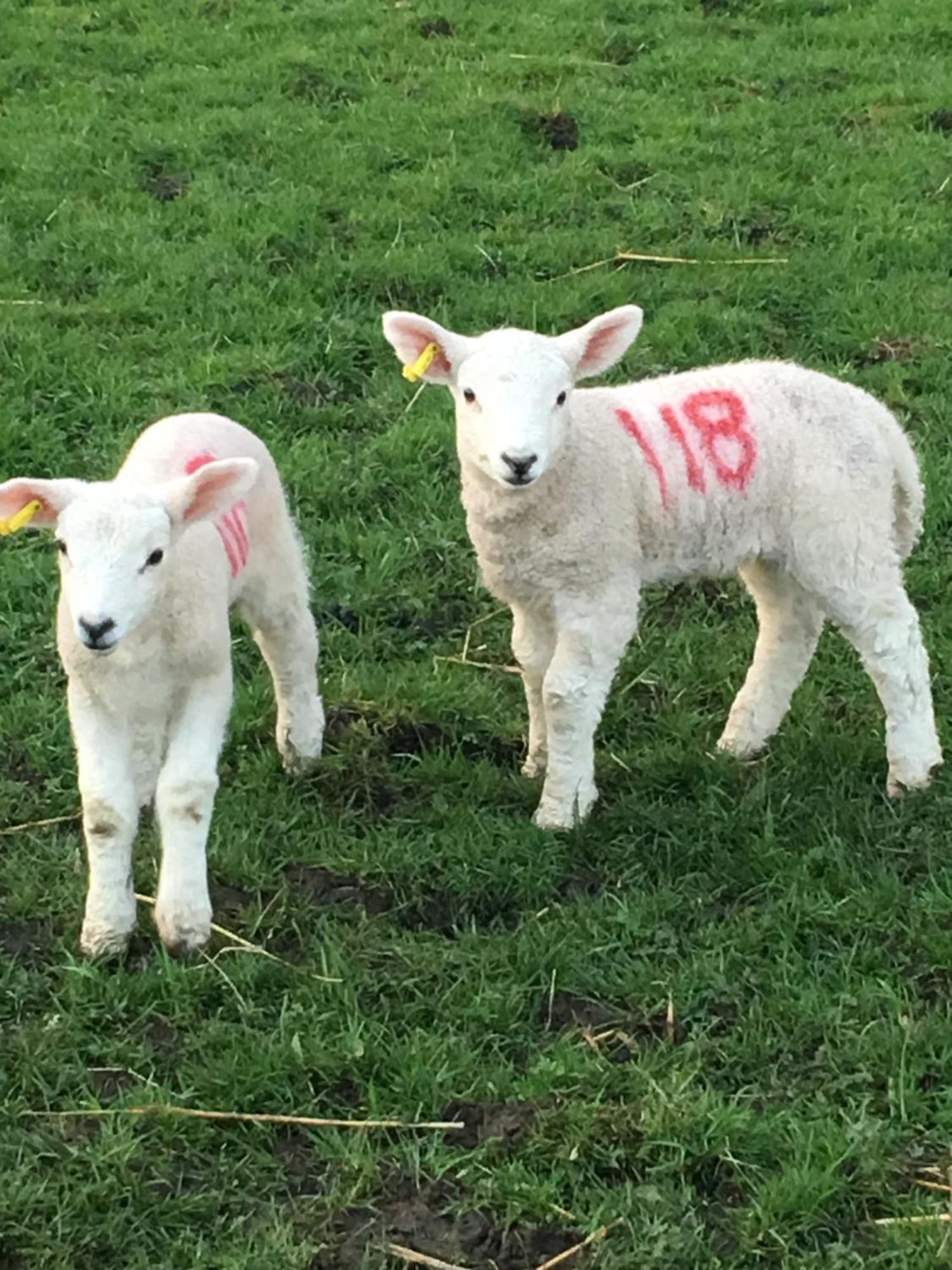 Ye Old Lambing - Spring Paddock Apartment *